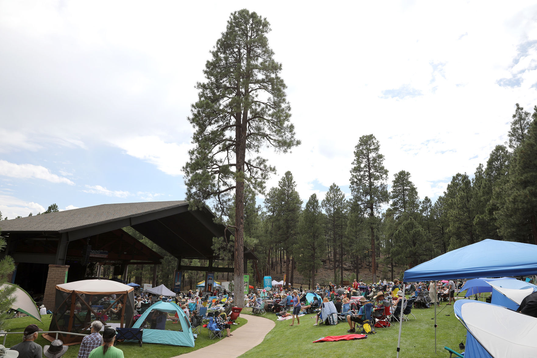 Pickin in the Pines
